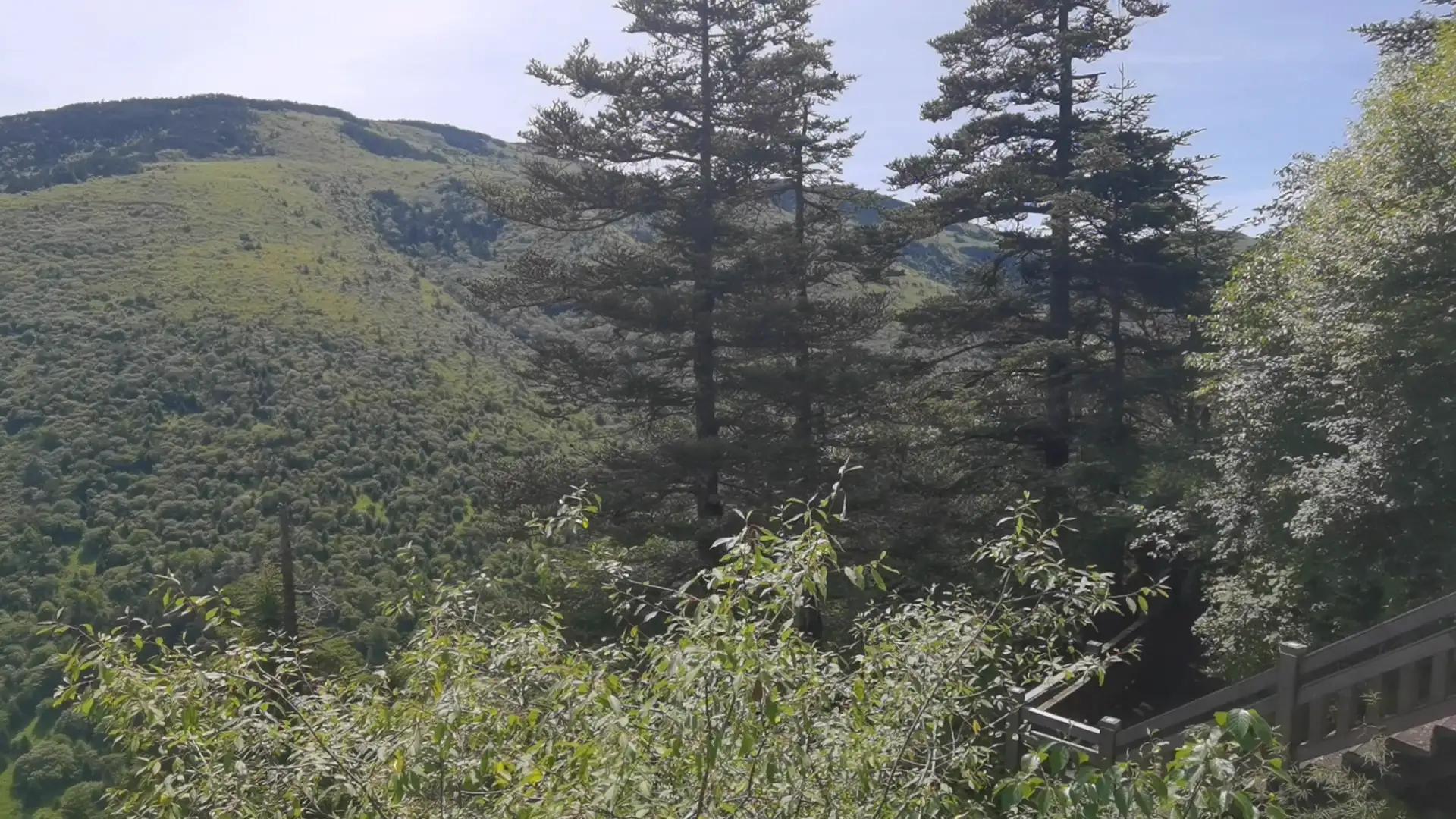 神农顶大九湖一日游价格,神农顶大九湖一日游