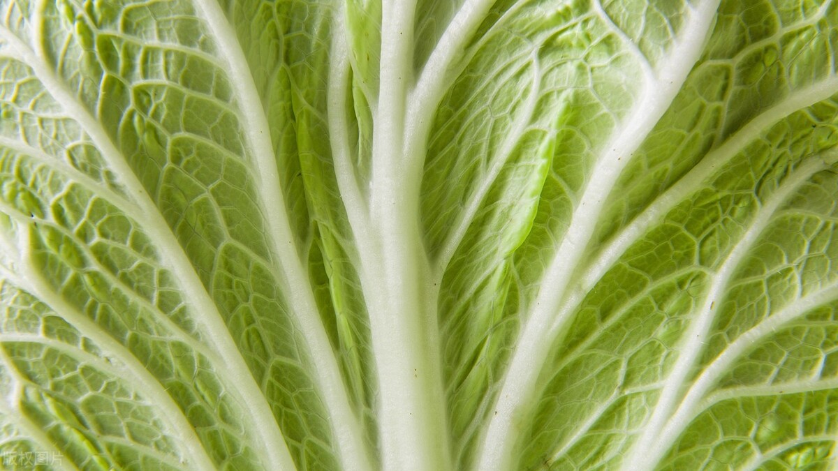 油烟机里的白菜叶,油烟机打扫小技巧