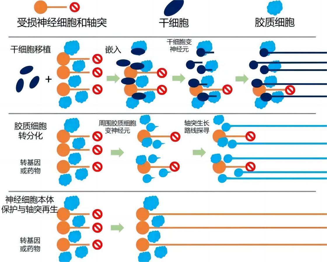 人的大脑有多大的记忆容量,人的大脑究竟能有多大的储存空间