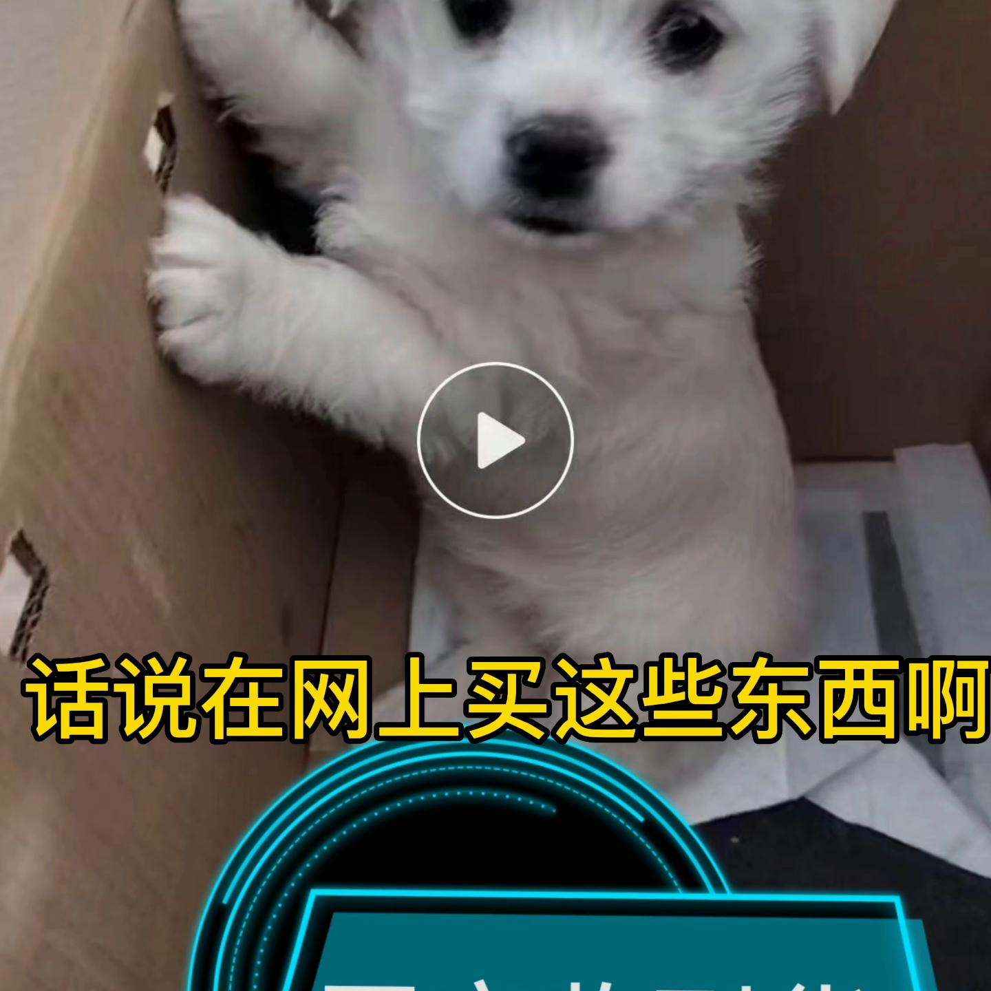 活该被骗！五百块买了只哈巴狗#*子骗**不可怕就怕*子骗**有文化