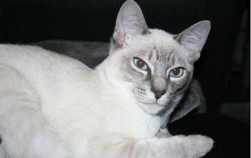 重点色短毛猫和狸花猫,短毛猫好养还是暹罗猫好养呢