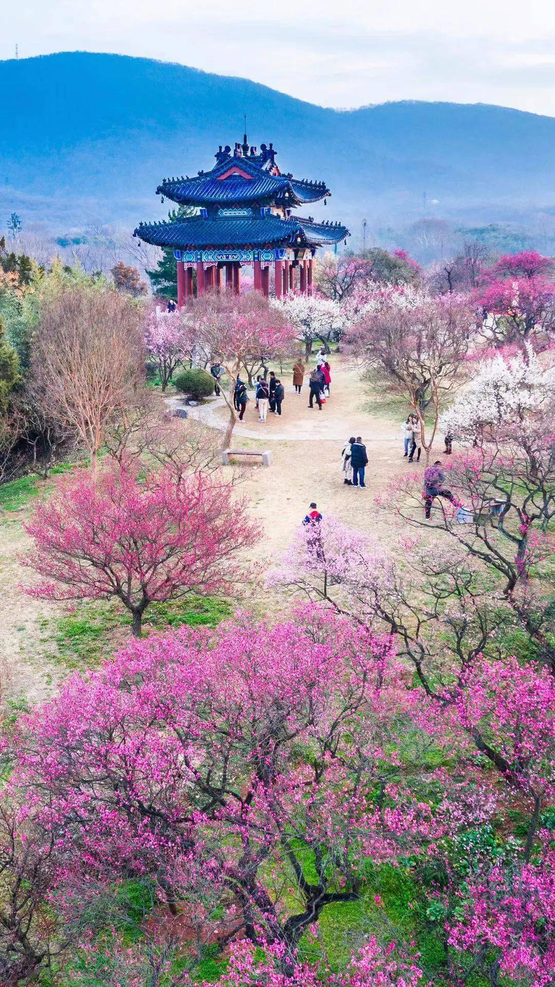 春季赏花景点有哪些,雅安周边春天赏花一日游最佳景点