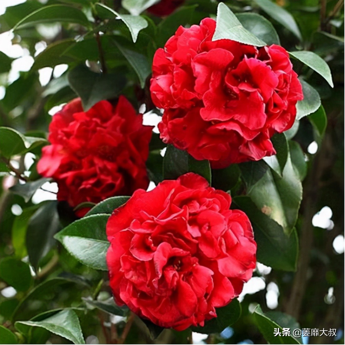 此花简单易养四季开花极为别致,此花花色繁多有淡香味易养易成活