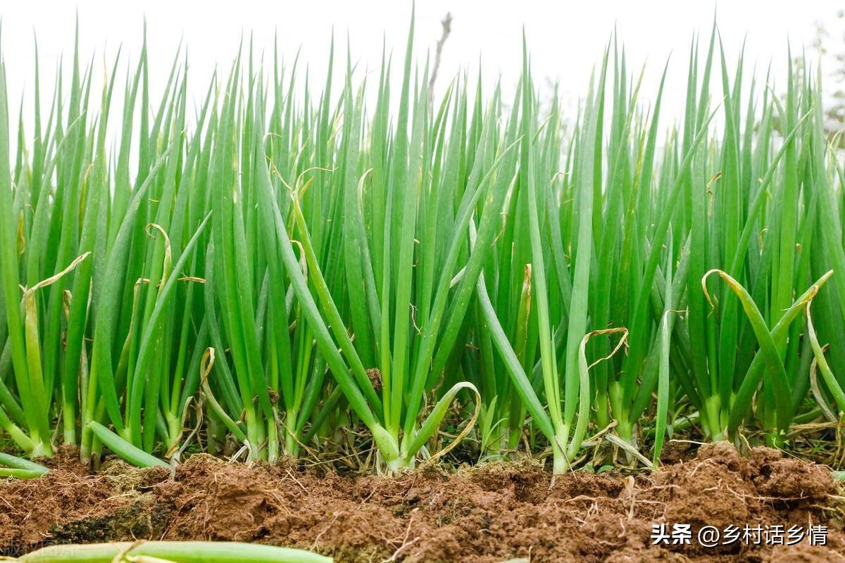 葱和韭菜上的白点怎么回事,韭菜上面长白点是什么原因