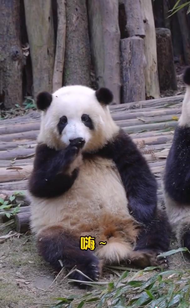 花花：接住谭爷爷给的小苹果，仿佛接住了整个世界。