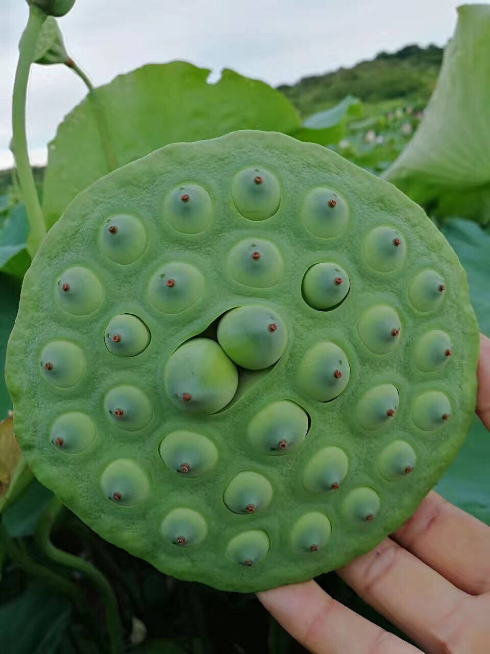 鲜莲子怎么保存,鲜莲子冷冻保存多久