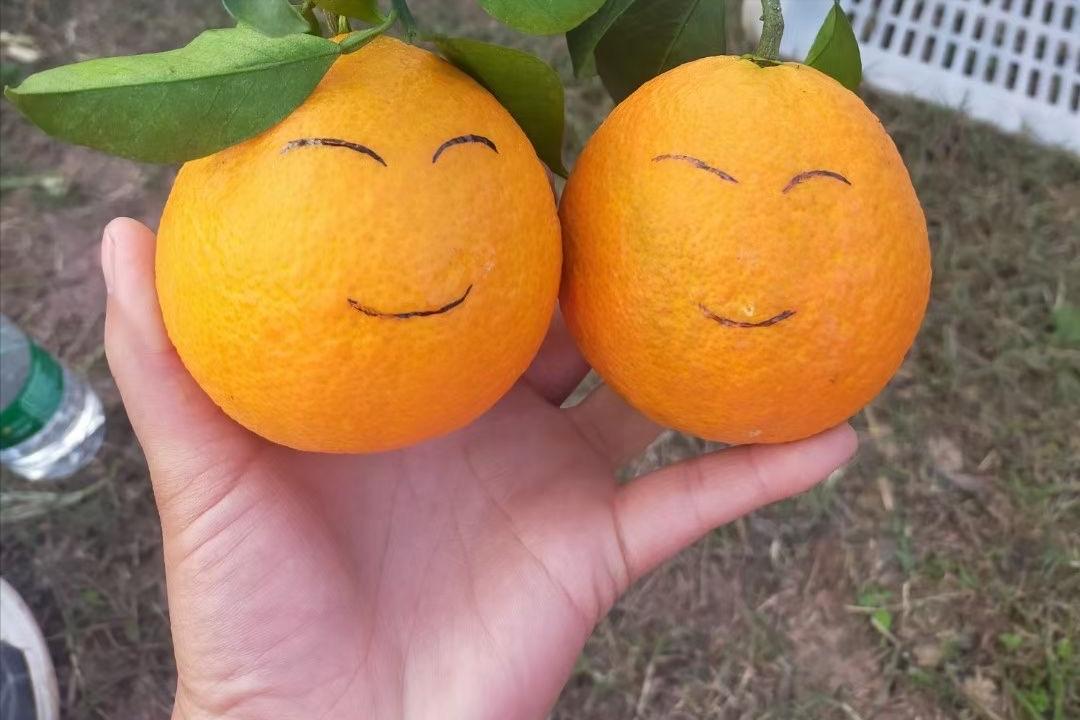 2017年最有前景柑橘是哪个品种,目前柑橘在市场什么品种最好