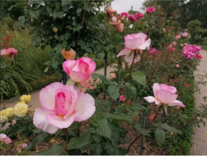 法国玫瑰花园,法国玫瑰花香沐浴露正品