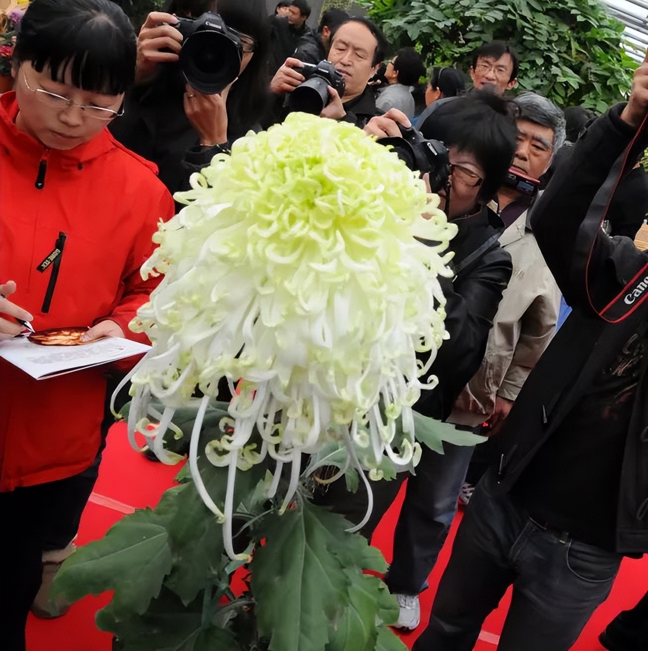 13个“菊王”，哪个才是你心目中的王者？