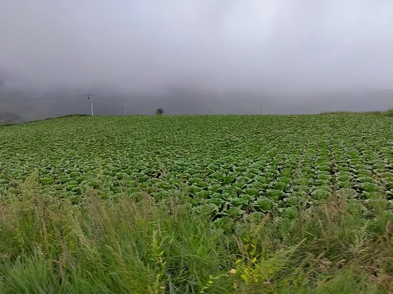 灏忓ぉ灞遍夯鐢板箔鏅尯鍦ㄥ摢,楹荤敯宀皬澶╁北鐢ㄩ绾﹀悧