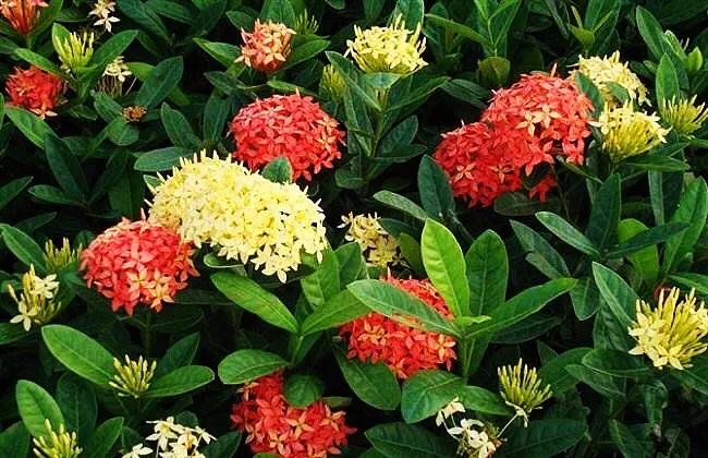 美丽的龙江河,美丽的草原我的家