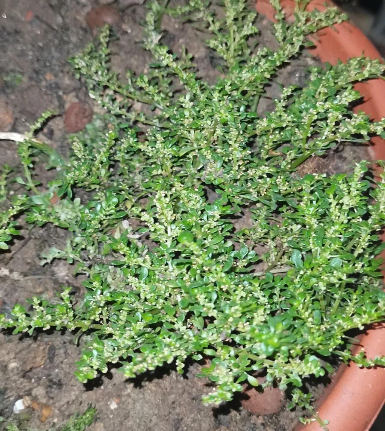 农村常见的顽固藤条植物,农村常见的止血植物图片