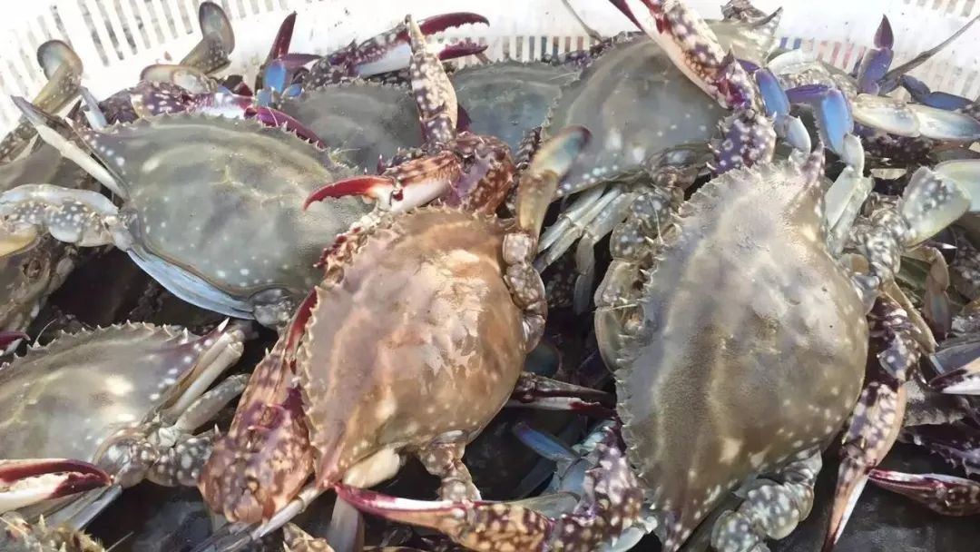 为什么不能吃冷冻螃蟹,没死时候冷冻的螃蟹能吃吗