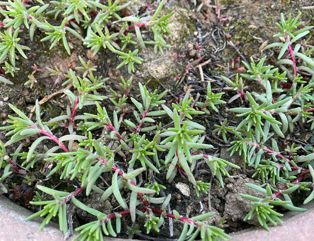 养花播种,养花小知识室内盆栽种植小技巧