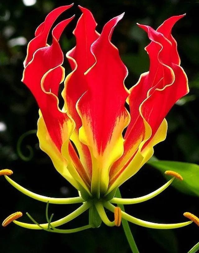 最美的100种兰花图片,欣赏一下最美的兰花