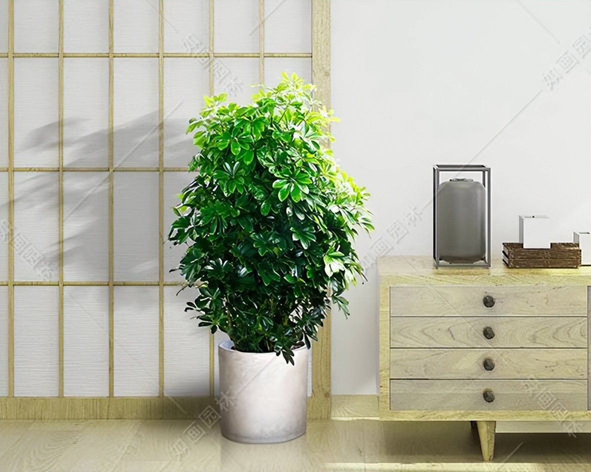 家中植物风水禁忌大全,家里养花对夫妻关系风水的讲究