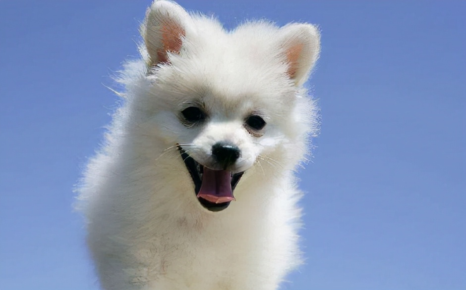 狗狗一般每天睡几个小时,狗狗爱打盹是什么原因