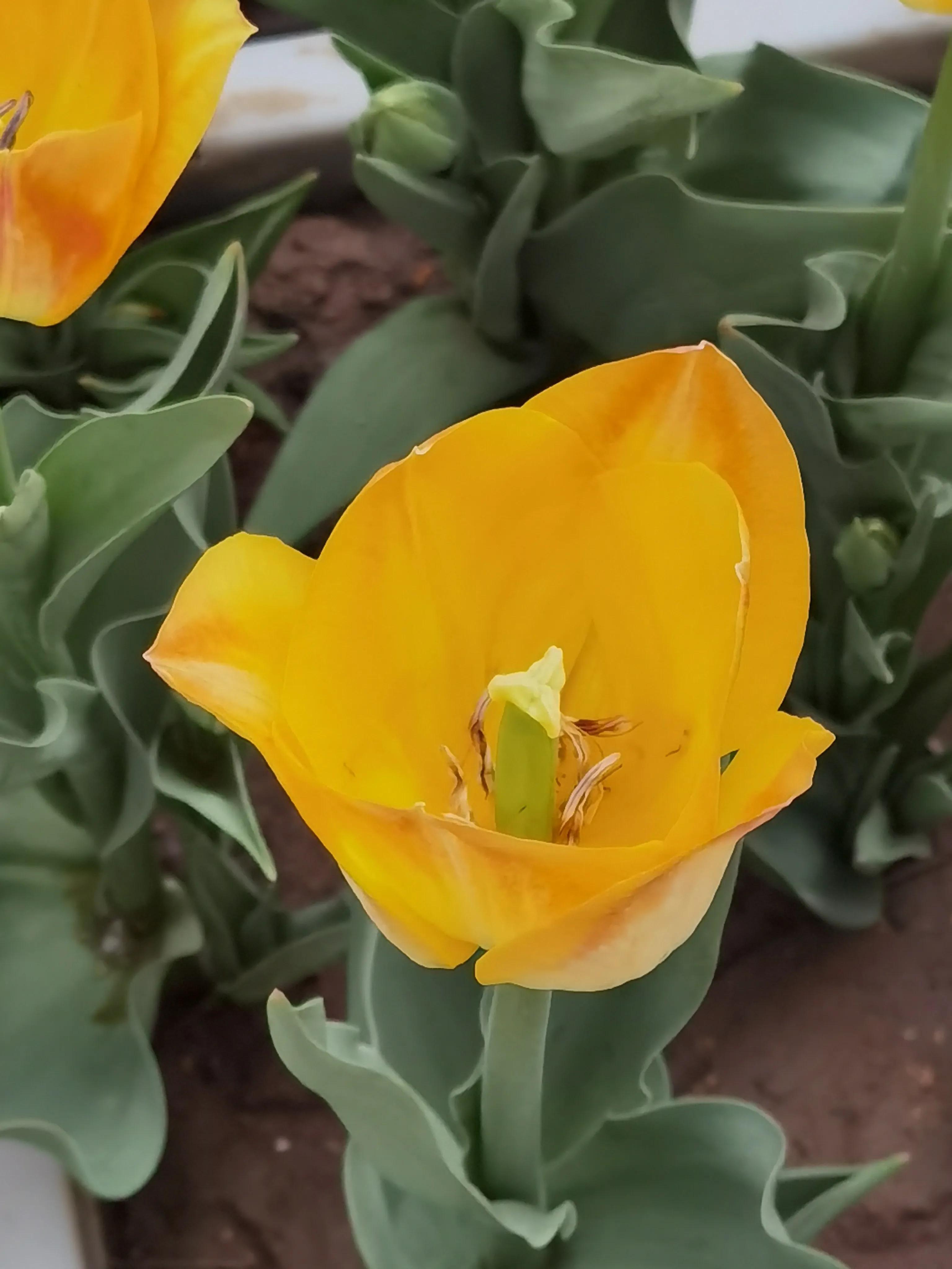 郁金香花语送长辈,郁金香花语永恒的爱与祝福