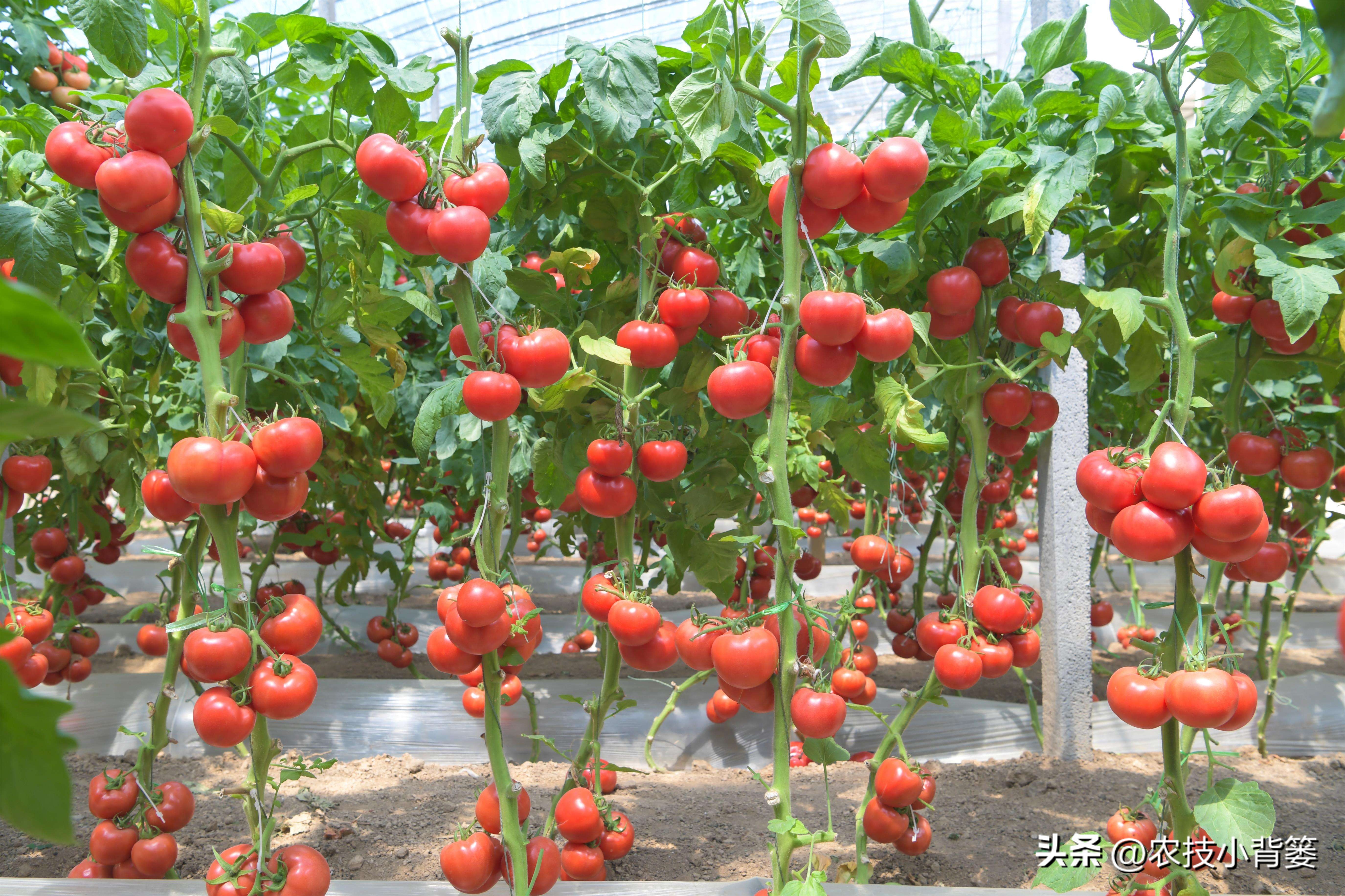 作物旺长怎么办,作物徒长问题及解决方案