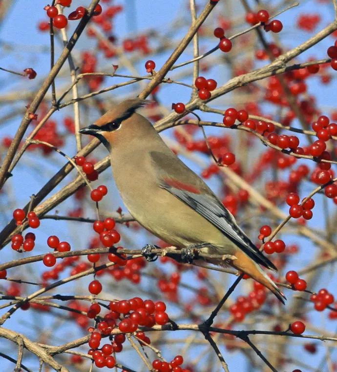 太平鸟图片素材,太平鸟图片大鸟