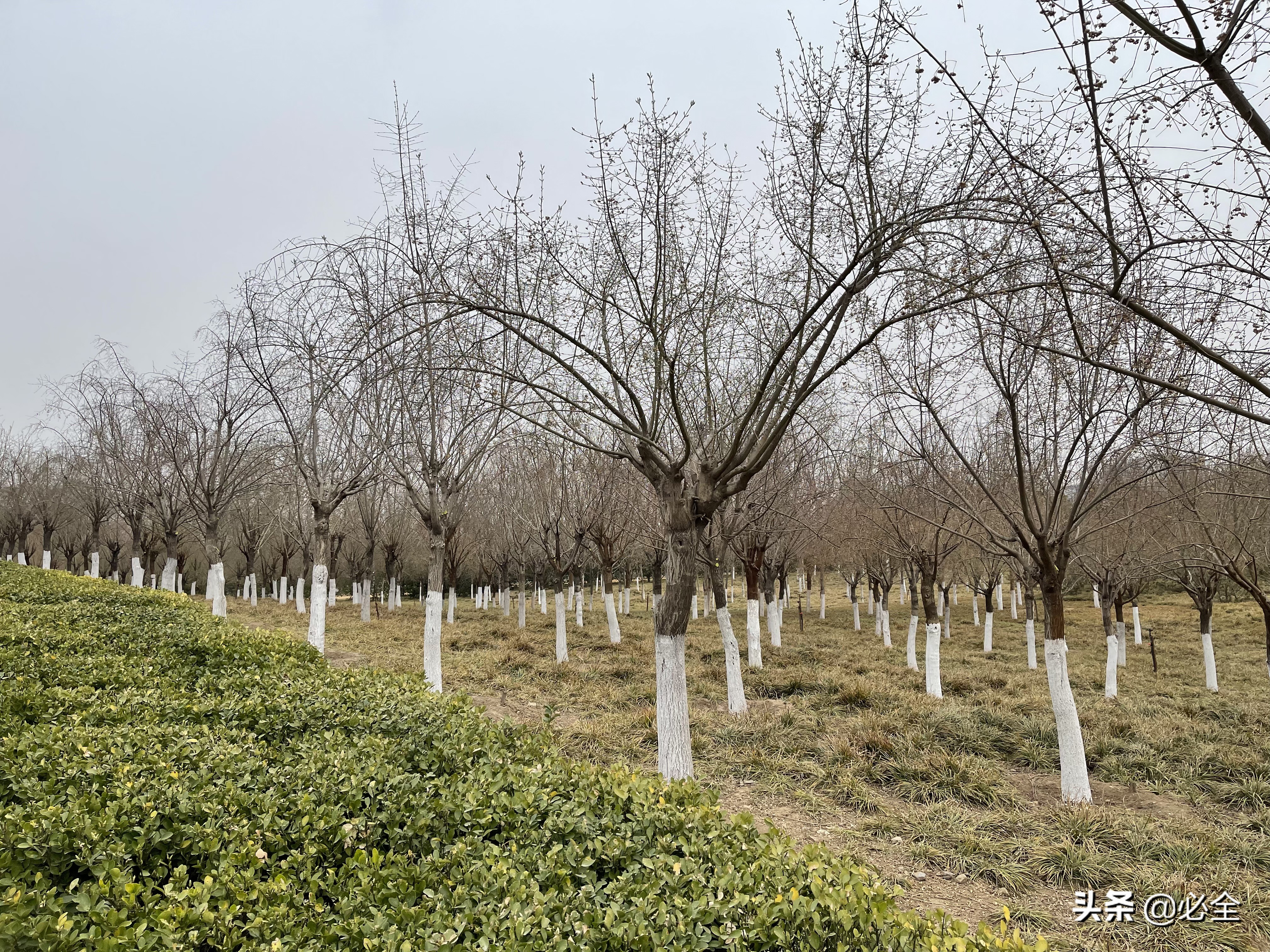 我的苗木该“截杆发冒”，还是养“原生冠”？