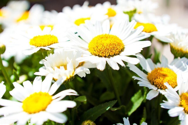 一花一世界一叶一菩提一念之间,一花一叶一世界春暖花开