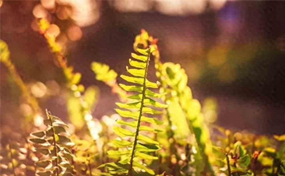 绾磥濂充汉,绾磥濂冲瓙