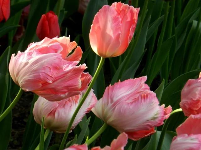 漂亮的郁金香随手一拍都是美景,春天的郁金香花海美得不可方物