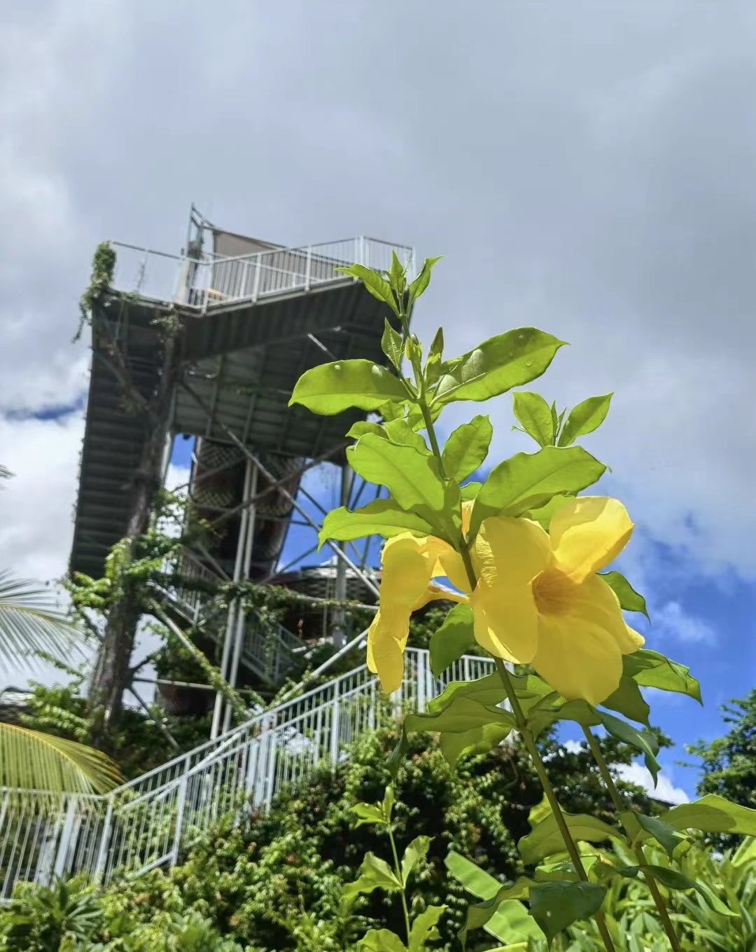 海南三亚湾红树林,三亚湾哪个红树林最好