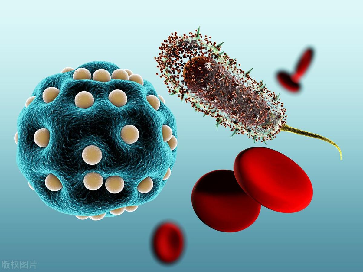 四害是指哪几种动物,四害动物是哪四害