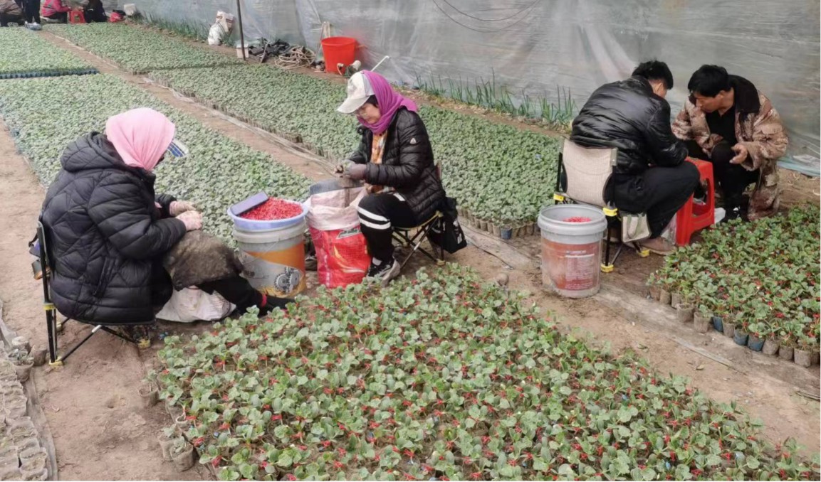 党建引领助春耕凝心聚力促振兴,党建促农民致富增收