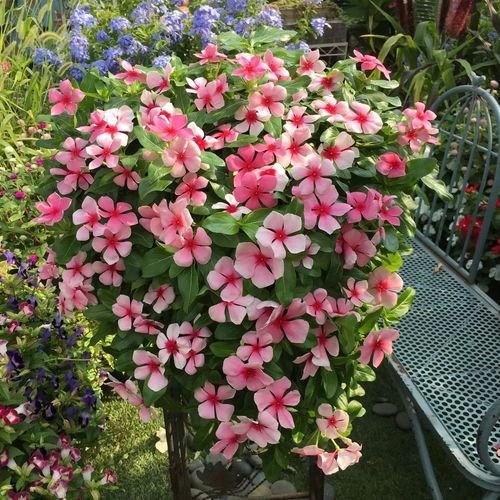 20种大毒花你家里养了吗,4种大毒花家里经常养