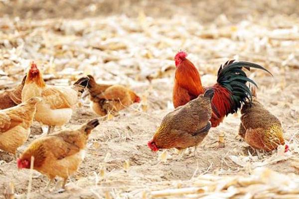 怎么识破养鸡回收骗局,养鸡给鸡苗包回收是不是骗局