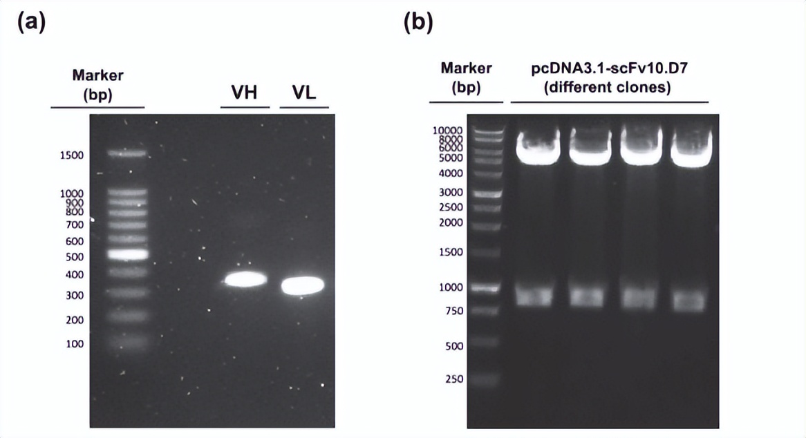 靶向药和贝伐珠单抗联合治疗,贝伐珠单抗治疗原发灶不明肿瘤