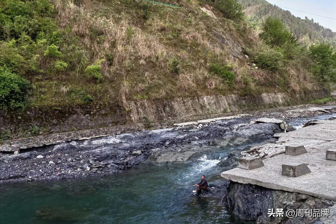 诸暨千年茶树王,走进古树茶王