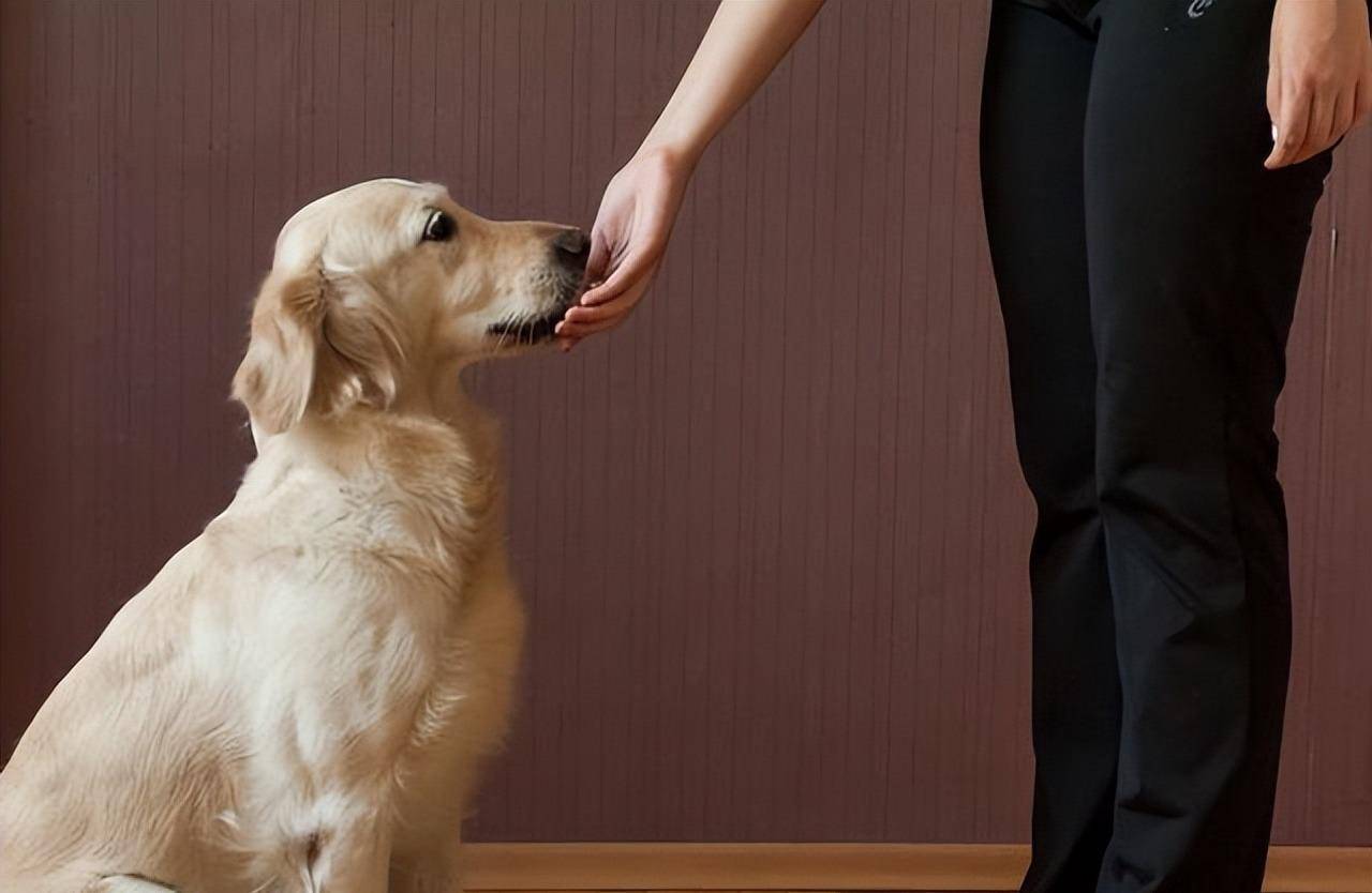 狗狗被打会有什么反应,狗被打的不敢动