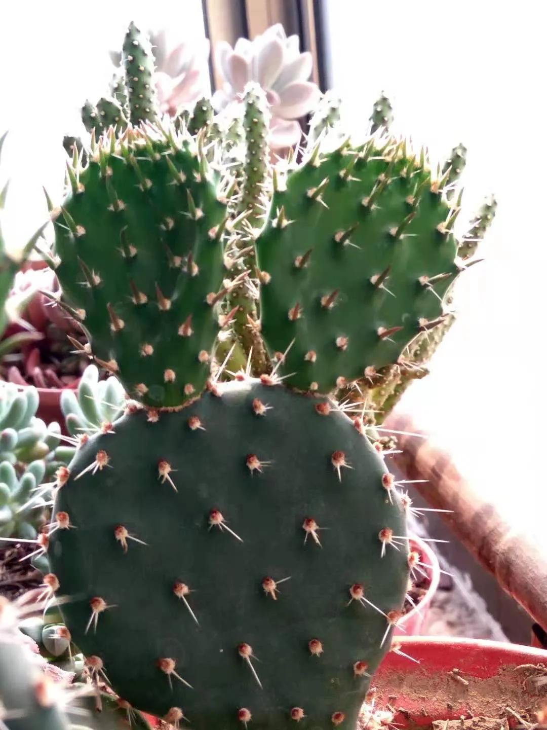 仙人球的花语完整版,仙人球的花期有多长时间呢