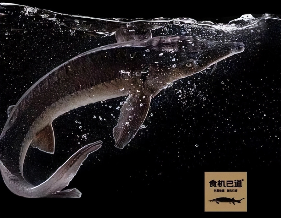 五千亿地产界巨无霸“碧桂园集团”也进军预制菜