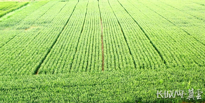 关于盐碱地特色农业的工作信息,盐碱地治理乡村振兴发展的新模式