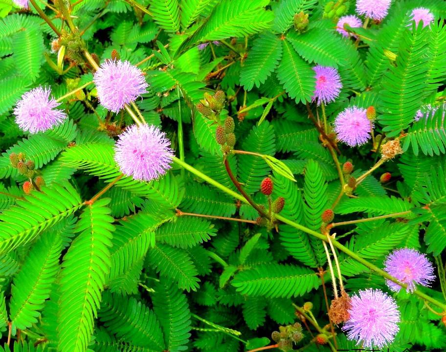 含羞草养护的基本方法,含羞草怎样养护才能开花