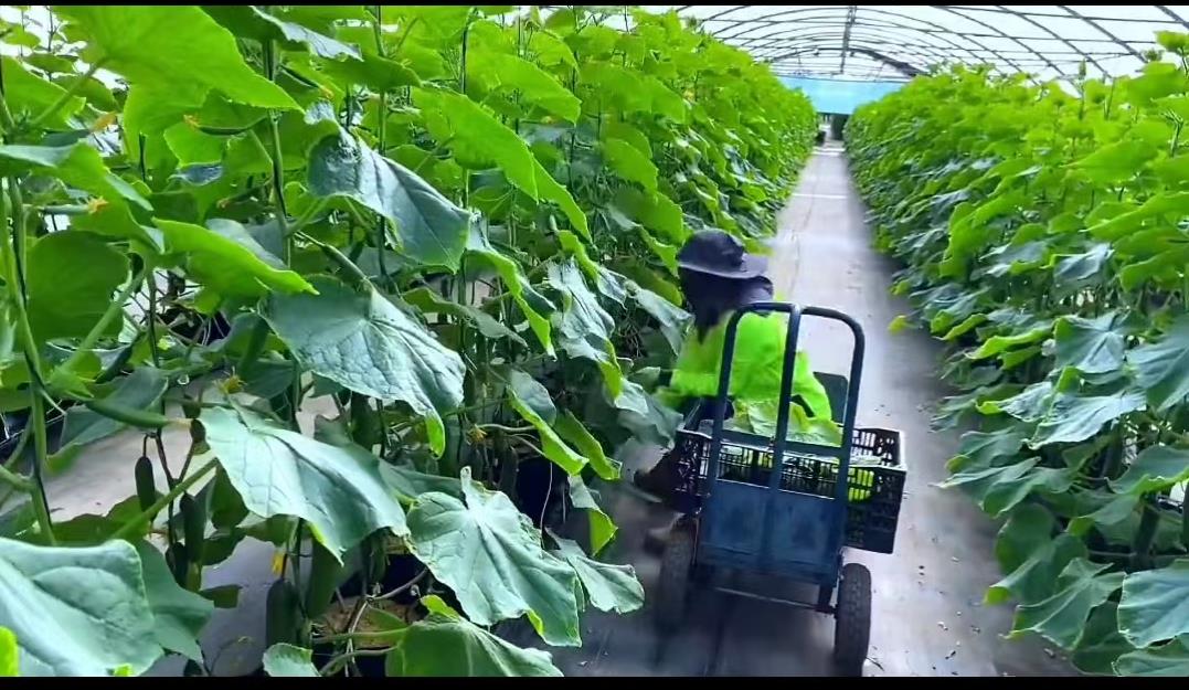 日本乡村两夫妻种菜,日本夫妇用木屑种黄瓜