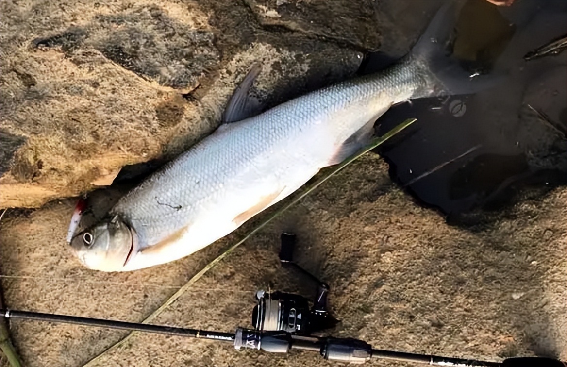 翘嘴鱼有几种哪种最长,野生翘嘴鱼最大有多大