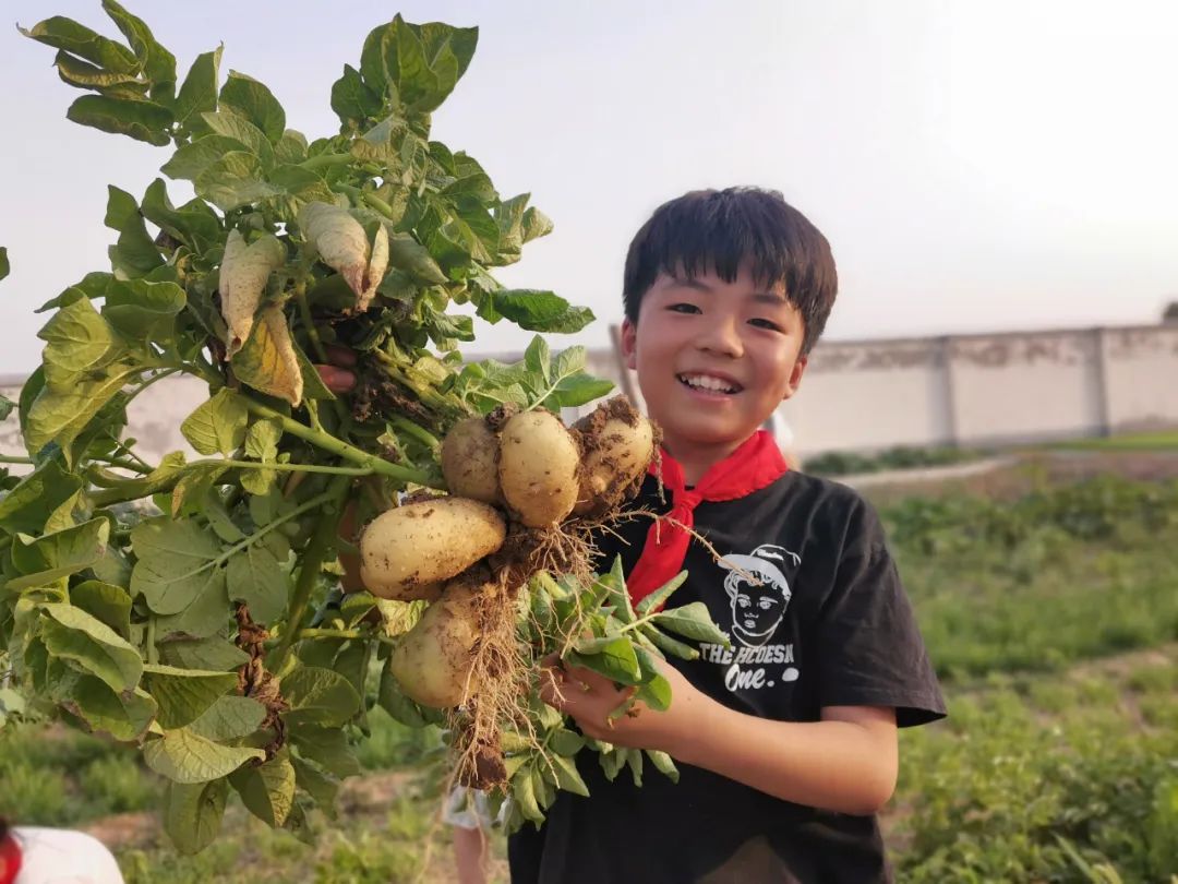 “土”露汗水“豆”耘童年——东风小学劳动教育实践活动之土豆丰收季