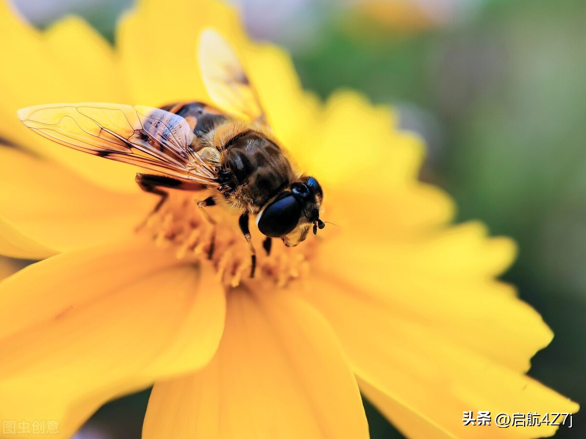 蜜蜂蛰了怎么处理,蜜蜂做工儿歌
