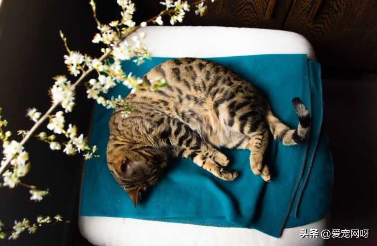 最容易发脾气的五种猫,脾气温顺的粘人的猫有哪些