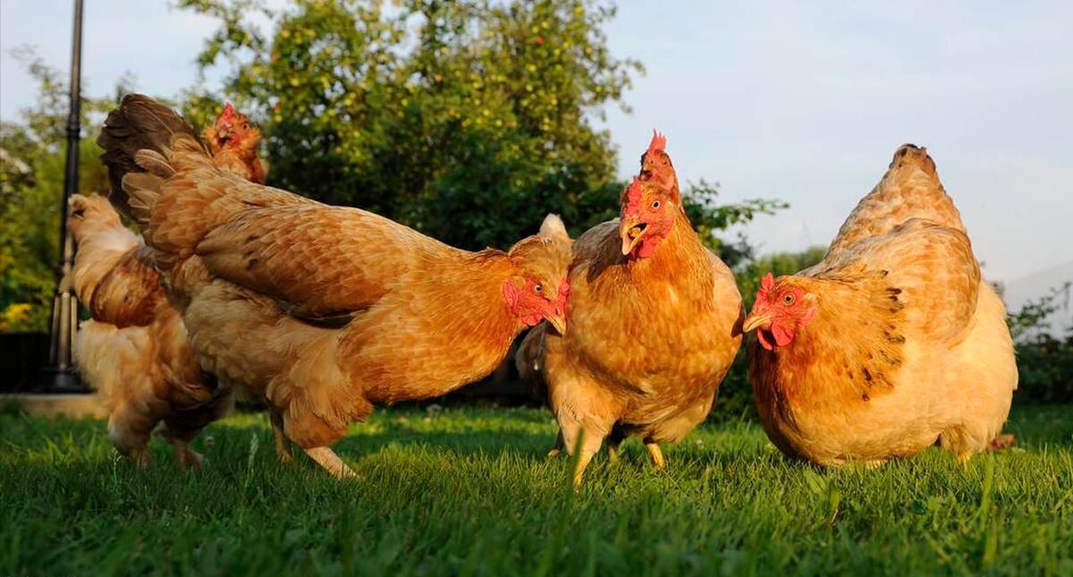 冬季蛋鸡饲养管理需要注意些什么,海兰褐商品代蛋鸡饲养管理手册