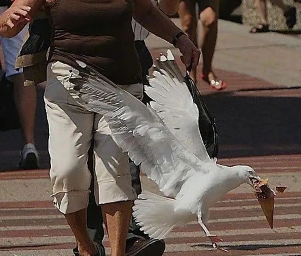 喂过一次大连海鸥，人类就要为自己的弱小羞愧