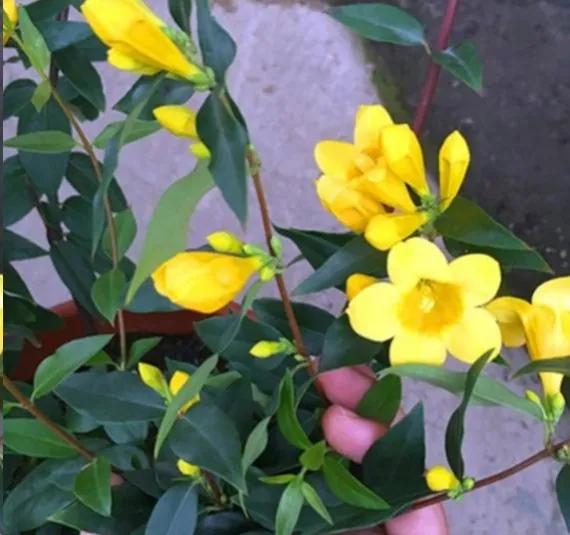 法国香水藤红色,法国香水藤毒性大吗