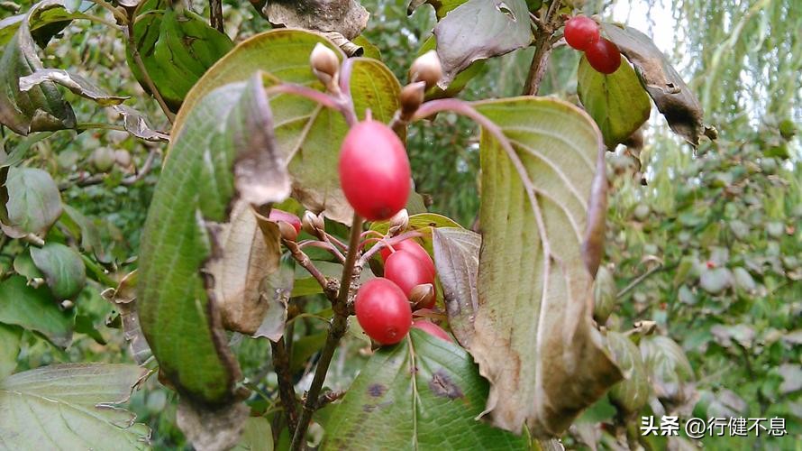 杜甫最经典的15首诗五言绝句,杜甫最著名的十首诗将进酒