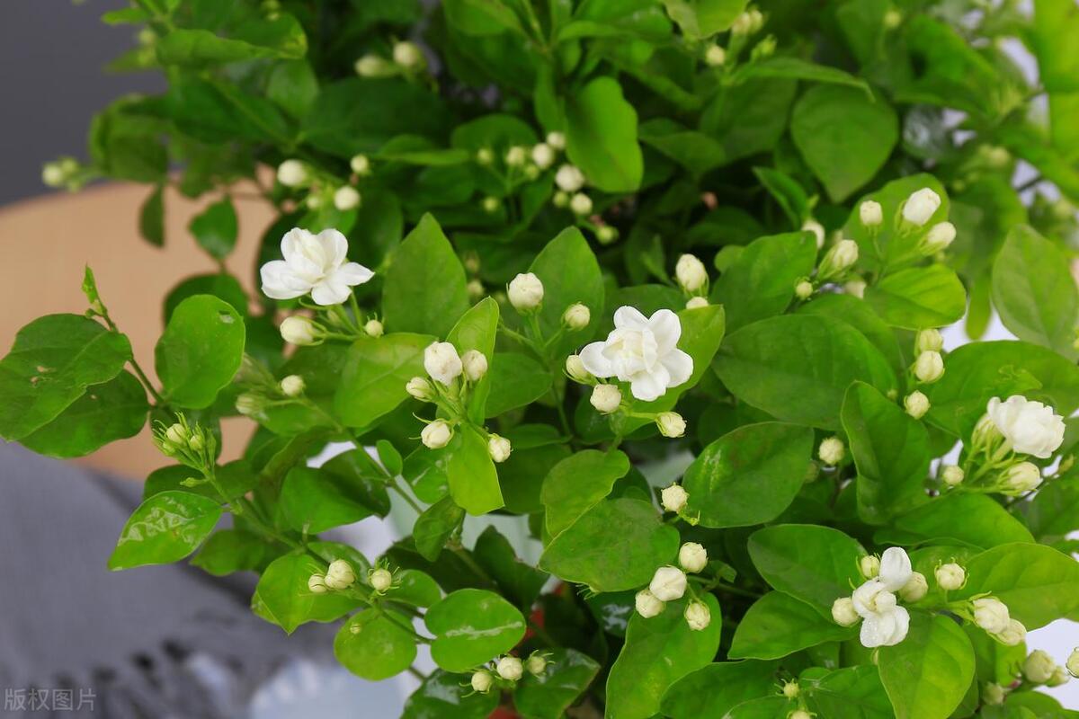 夏天活香花，这么养枝繁叶茂，花苞突突冒